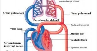 Download Jelaskan Tentang Sistem Peredaran Darah Besar Dan Sistem Peredaran Darah Kecil
&nbsp;PNG
