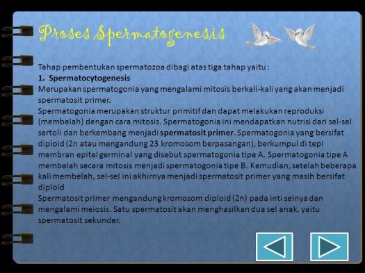 Get Pada Akhir Spermatogenesis Dari Satu Sel Induk Sperma Akan Dihasilkan&nbsp;Images