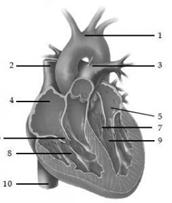 View Bagian Jantung Yang Menerima Darah Dari Paru-Paru Adalah
Gif