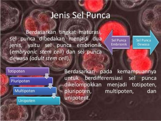 Get Sel Punca Embrionik Berbeda Dengan Sel Punca Dewasa Karena Bersifat
&nbsp;PNG