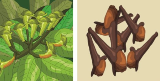 27+ Seberapa Tinggikah Nilai Ekonomis Rempah-Rempah Di Mata Bangsa-Bangsa Eropa
&nbsp;Images