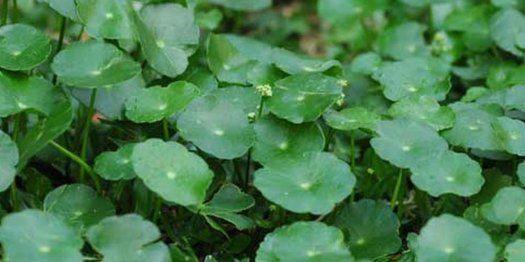 49+ Tanaman Yang Dapat Digunakan Untuk Mengatasi Penyembuhan Luka Adalah Tanaman
&nbsp;PNG