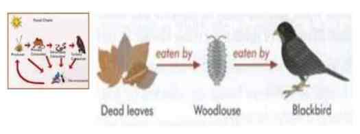 26+ Apakah Rantai Makanan Yang Satu Dengan Yang Lain Saling Berhubungan Jelaskan
&nbsp;Pictures