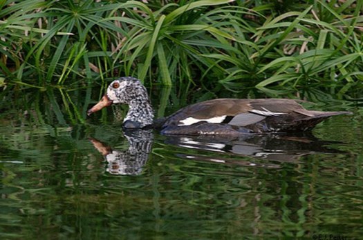 View Bulu Bebek Tidak Akan Basah Meskipun Berada Di Air Karena
&nbsp;Pics