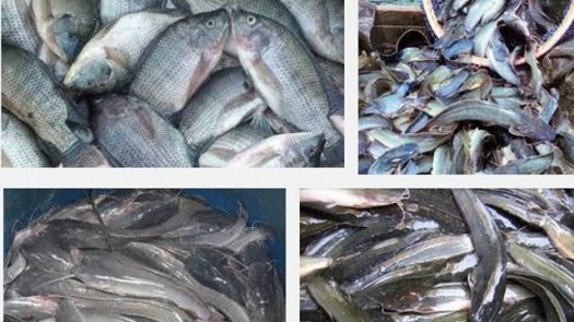 View Jenis-Jenis Ikan Air Tawar Yang Sering Dikonsumsi Sebagai Bahan Pangan Yaitu Ikan
&nbsp;Pictures