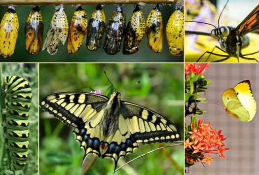 38+ Berikut Dibawah Ini Adalah Yang Merupakan Dari Tahapan Metamorfosis Kupu-Kupu Adalah&nbsp;Pics