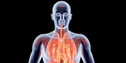 47+ Bagian Paru-Paru Yang Secara Fungsional Melaksanakan Fungsi Pertukaran Gas Adalah
PNG