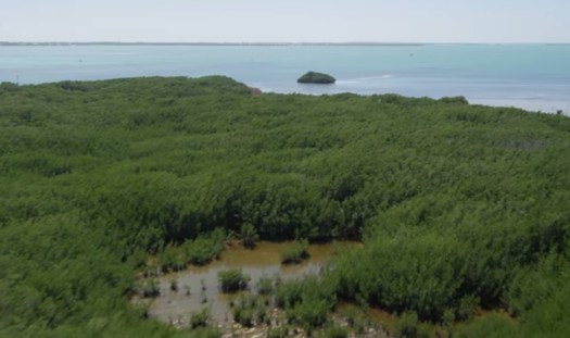 Banjir di musim penghujan dan terjadinya. 6 Cara Melestarikan Hutan Mangrove Bakau