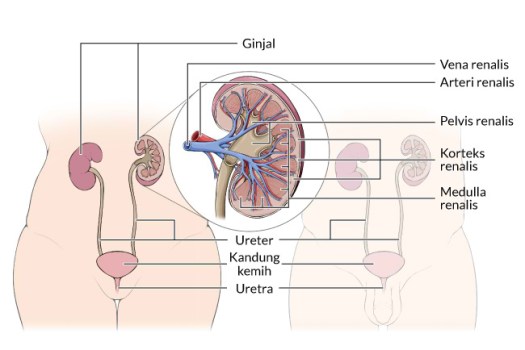 Get Apabila Terjadi Gangguan Pada Organ Ginjal Sistem Yang Akan Terganggu Adalah
&nbsp;Background