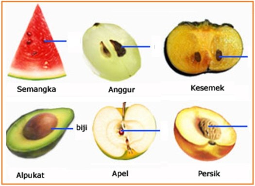 View Berikut Ini Yang Termasuk Dalam Kelompok Tumbuhan Berbiji Terbuka Adalah …. *&nbsp;PNG