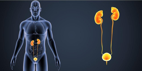 Download Hati Merupakan Salah Satu Alat Ekskresi Yang Menghasilkan Zat Sisa
&nbsp;Images