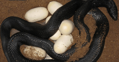 50+ Hewan Yang Berkembang Biak Dengan Cara Bertelur Dan Melahirkan Disebut
&nbsp;PNG