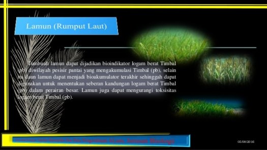 Get Tanaman Yang Dapat Dijadikan Sebagai Indikator Terjadinya Pencemaran Air Adalah …. *&nbsp;Pics