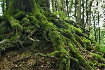 30+ Berikut Ini Yang Bukan Merupakan Fungsi Akar Bagi Tumbuhan Adalah
&nbsp;Pictures