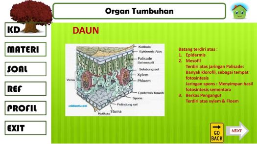 12+ Jaringan Pada Daun Yang Berfungsi Sebagai Tempat Fotosintesis Adalah Jaringan&nbsp;Pics