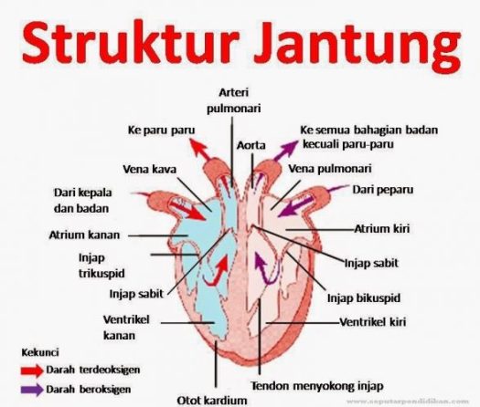 Get Bagian Jantung Yang Berfungsi Menerima Darah Dari Seluruh Tubuh Adalah
Images