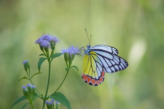 View Jelaskan Bagaimana Kupu Kupu Dapat Membantu Proses Penyerbukan Pada Bunga
Pictures