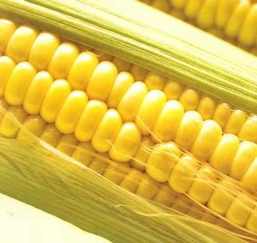 Dibandingkan dengan kedelai dan kacang hijau, kacang tanah lebih toleran. Jenis Jenis Tanaman Pangan Ir Rahmawati Mp