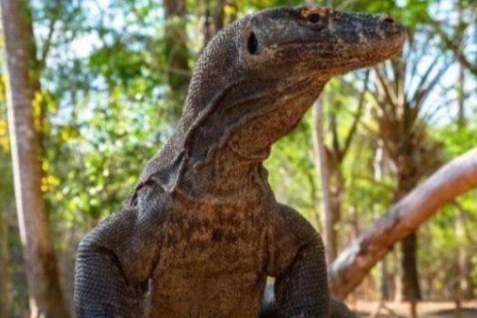 Download Hewan Langka Yang Dilindungi Di Taman Nasional Ujung Kulon Adalah
&nbsp;PNG