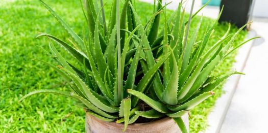 Download Sebutkan Jenis Tanaman Yang Dapat Dimanfaatkan Sebagai Bahan Baku Industri
&nbsp;Pics