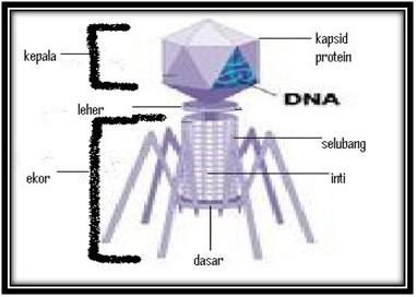 View Kapsid Tersusun Atas Subunit-Subunit Protein Yang Disebut Dengan
&nbsp;PNG