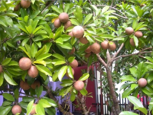 Get Apa Langkah Selanjutnya Setelah Dahan Yang Akan Dicangkok Dikupas Bersih
&nbsp;Background